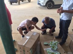 公司技術(shù)人員在廣西南寧武鳴指導(dǎo)果農(nóng)如何釋放捕食